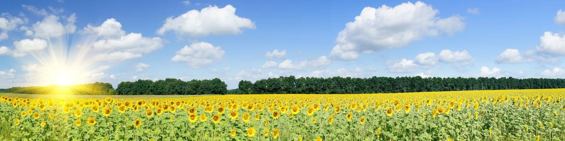 Edirne Akgünler Peynircilik